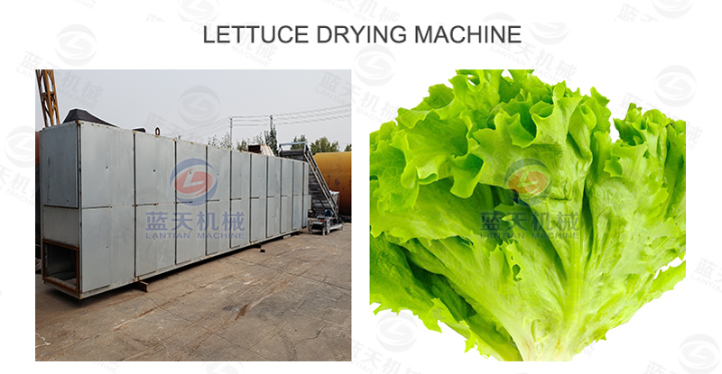 Lettuce drying machine 