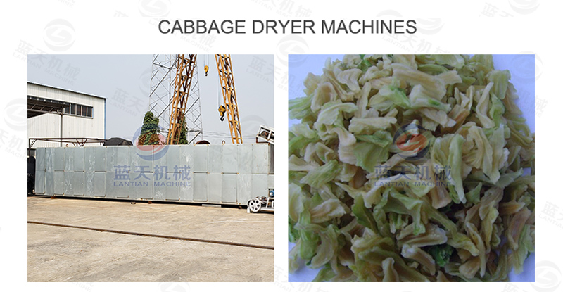 Cabbage dryer machines
