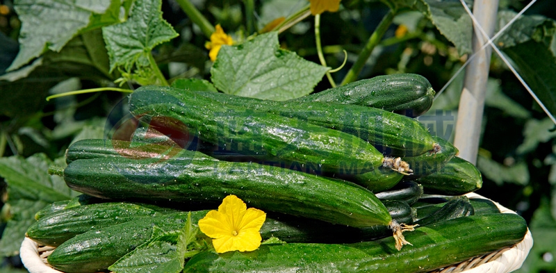 Our cucumber washer is good in performance and good in washing effect