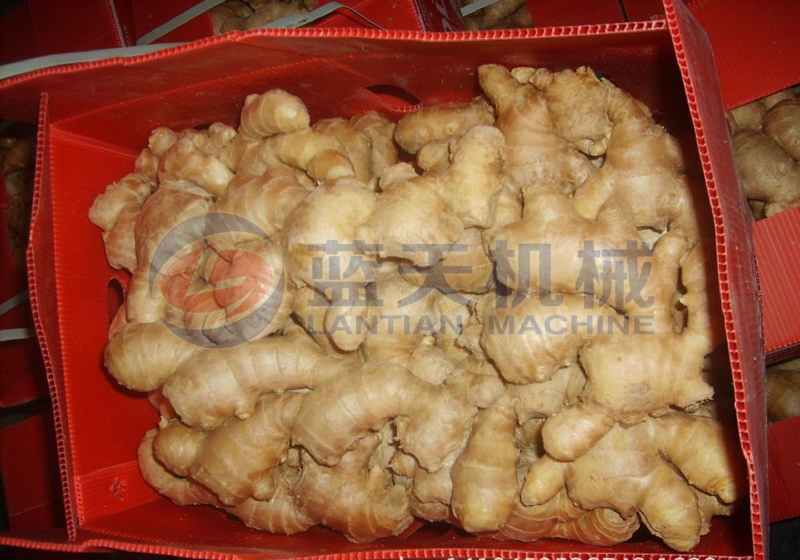 We produced a cold storage for ginger,and our ginger cold storage room have good working efficiency