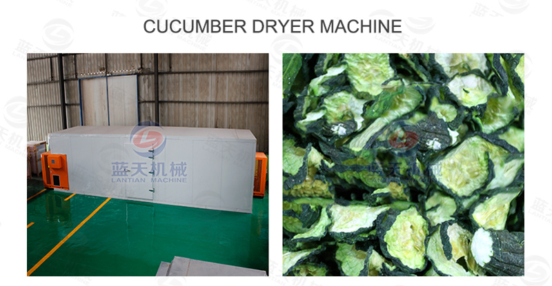 Cucumber dryer machine