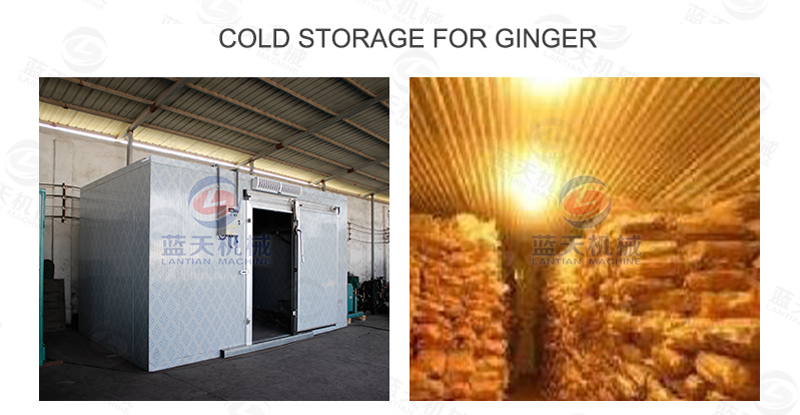cold storage for ginger